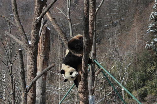 Fototapeta Naklejka Na Ścianę i Meble -  Acrobatic Panda, Playful Panda on the Tree