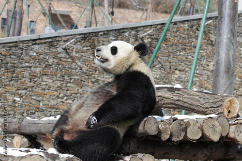 Fototapeta Naklejka Na Ścianę i Meble -  Giant Panda is Taking a Sun Bath in Winter Time
