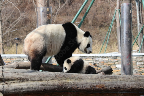 Fototapeta Naklejka Na Ścianę i Meble -  Mother Giant Panda and Her cub are taking a Sun Bath