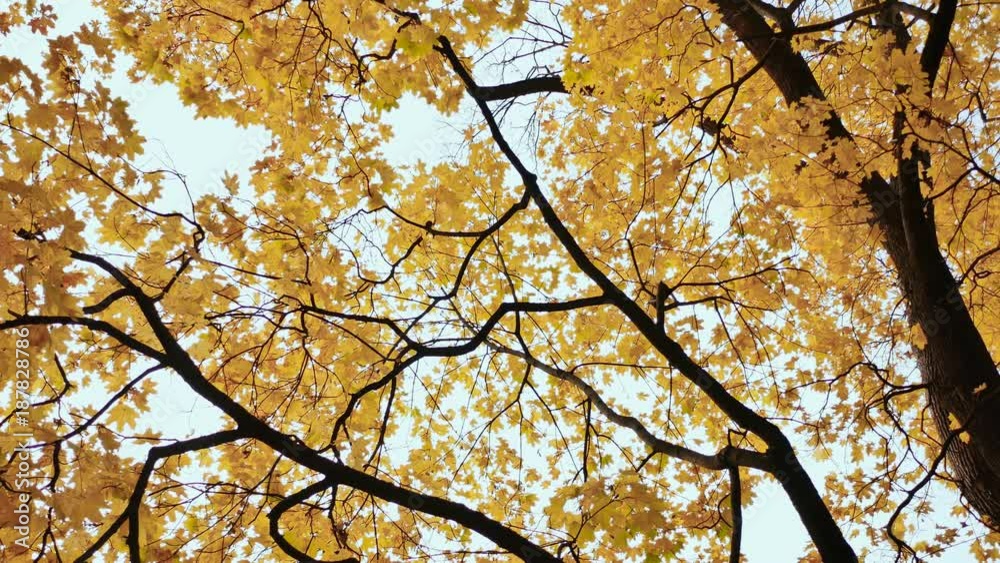 Yellow tops of maple trees in autumn. A park. Nature. Shooting in motion with electronic stabilization. Yellow tops of maple trees in autumn. A park. Nature. Shooting in motion with electronic stabilization.