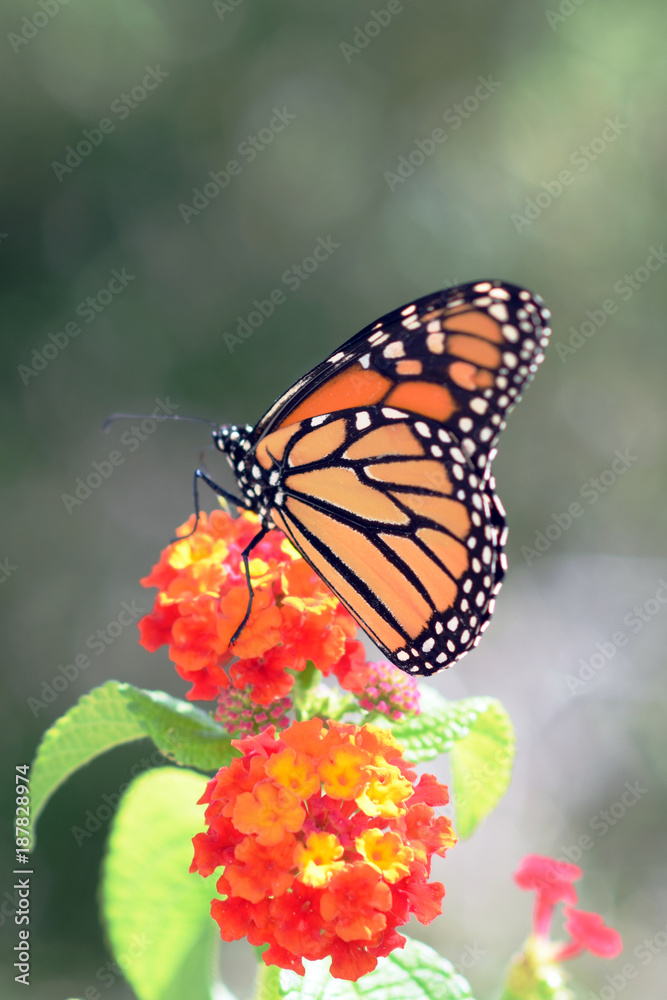 side view of monarch butterfly, with wings closed, on orange lantana flower side view of monarch butterfly, with wings closed, on orange lantana flower