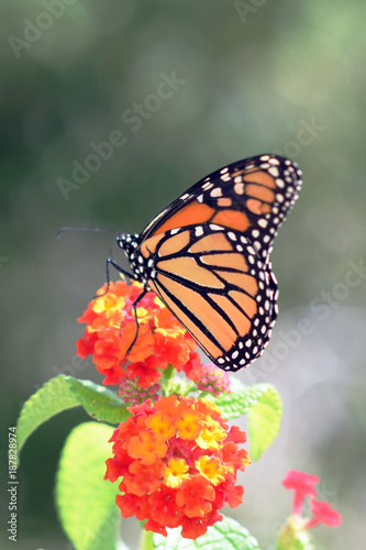 side view of monarch butterfly  with wings closed  on orange lantana flower
