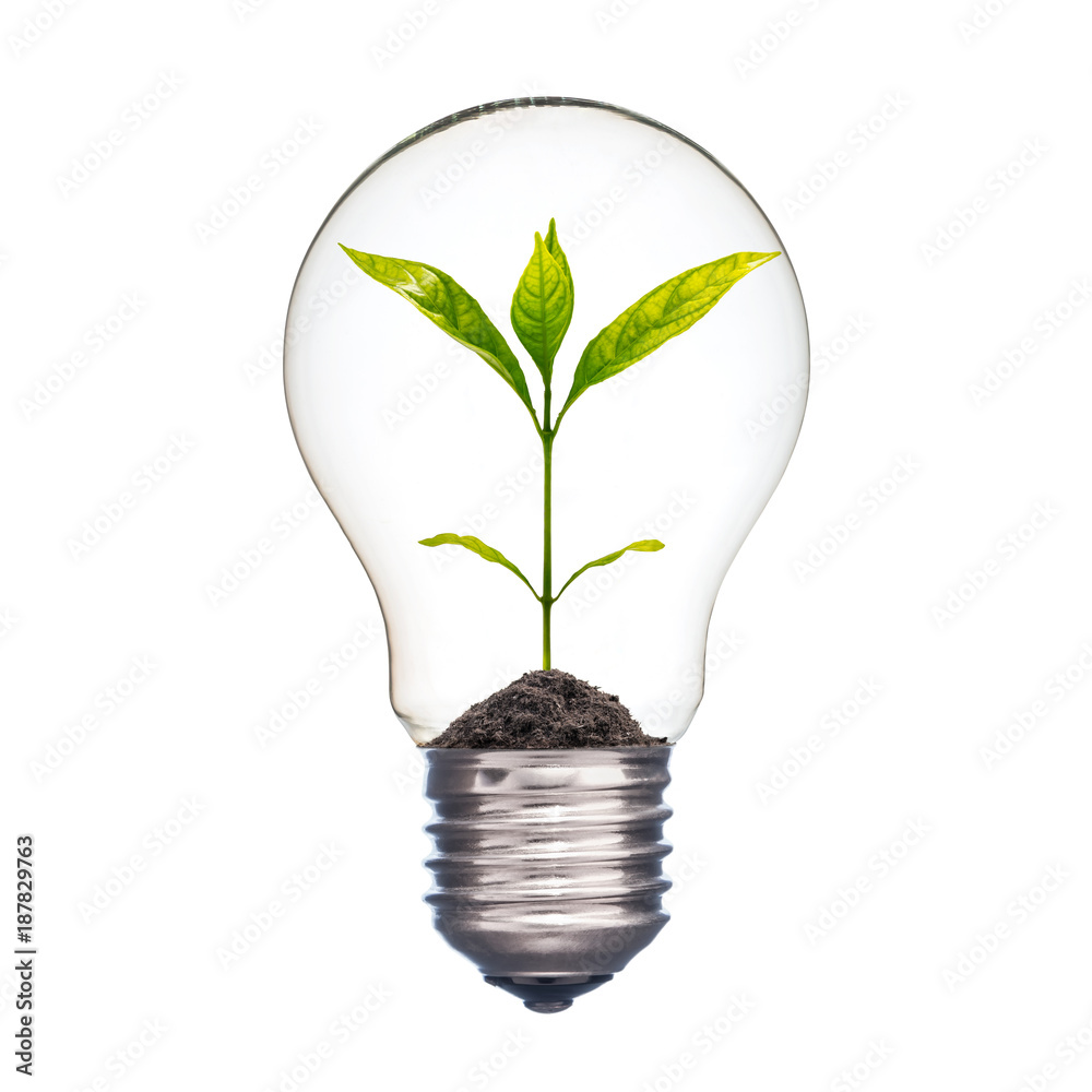 Small plant in a light bulb, Ecology concept StockFoto Adobe Stock