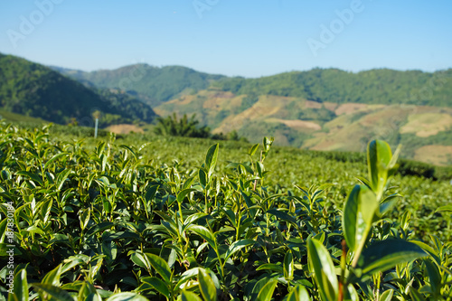 Tea plantation in Doi Mae Salong, Chiang Rai Thailand