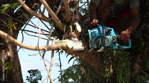 Man cuts tree felling Tree with Chainsaw.