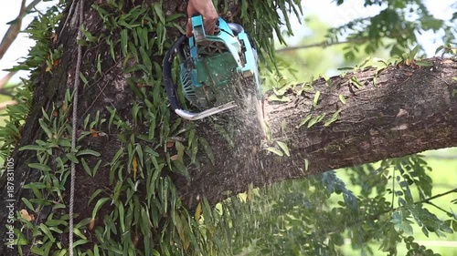 Man cuts tree felling Tree with Chainsaw.