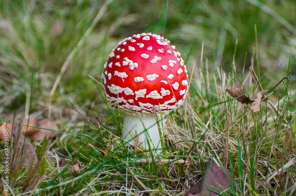 red agaric fly mushrooms on a tree in the forest red agaric fly mushrooms on a tree in the forest