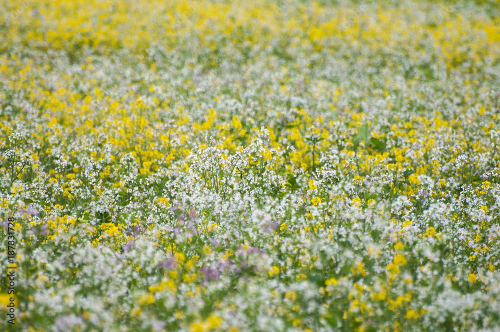 Field of bright yellow rapeseed in spring. Rapeseed Brassica napus oil seed rape