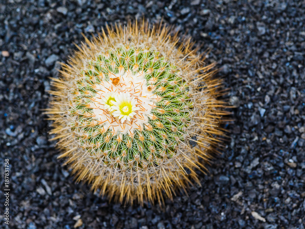 A huge variety of cacti in the cactus garden. Lanzarote. Canary Islands. Spain