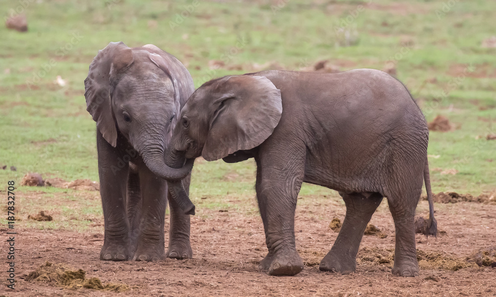 Obraz premium Two Young Elephants Friends