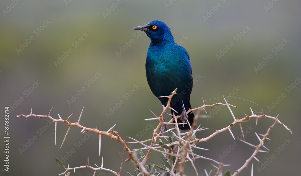 Beuatiful Glossy Starling Bird with Bedy Eye Beuatiful Glossy Starling Bird with Bedy Eye