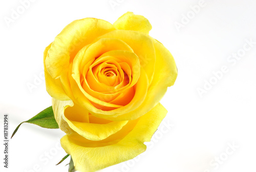 Single yellow rose isolated on the white background