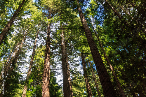 Fototapeta Naklejka Na Ścianę i Meble -  Redwoods in the sky
