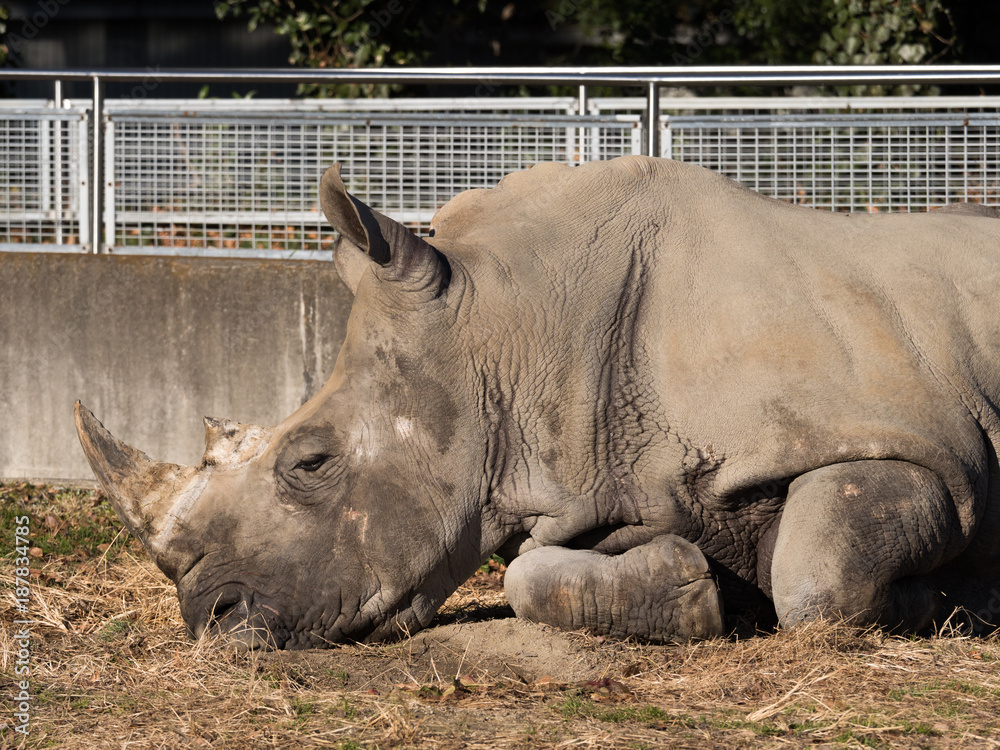 Naklejka premium サイ