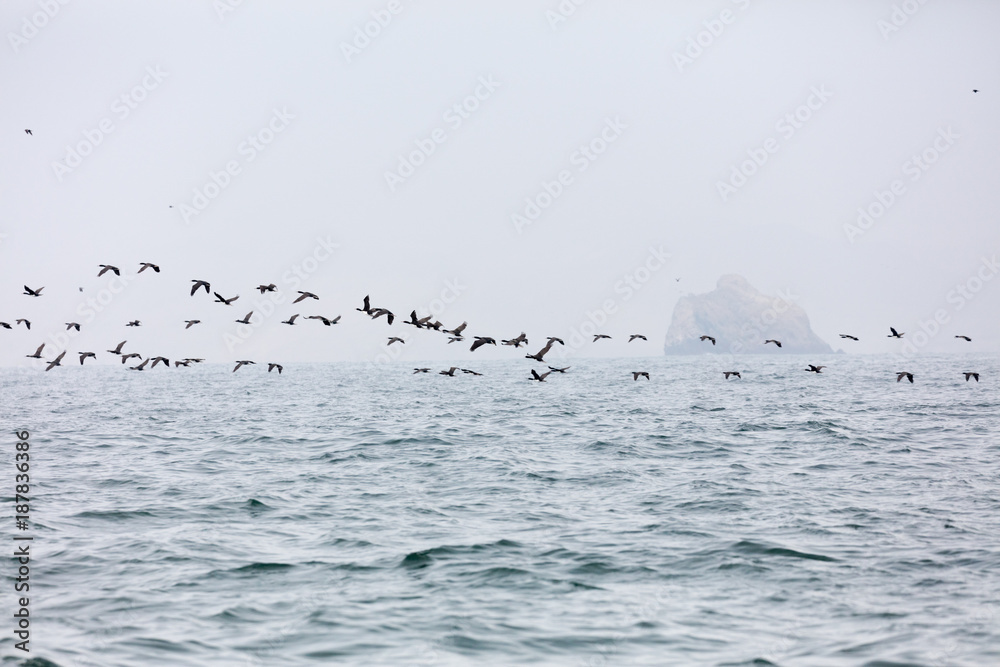 Fototapeta premium Ballestas Islands, Peru