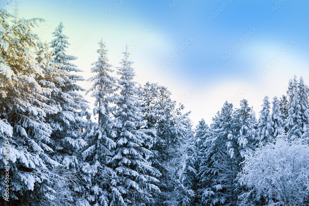 Naklejka premium Natural white snow, hoarfrost on the branches, the needles of Siberian pine,spruce in dark coniferous forest, beautiful winter background scenery