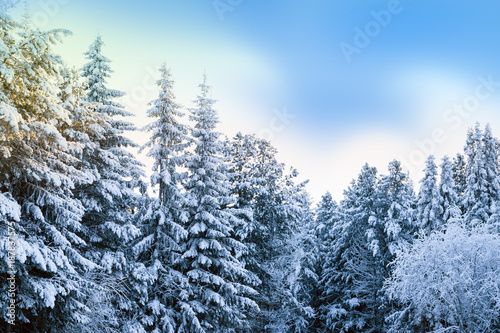 Natural white snow, hoarfrost on the branches, the needles of Siberian pine,spruce in dark coniferous forest, beautiful winter background scenery     © golubka57