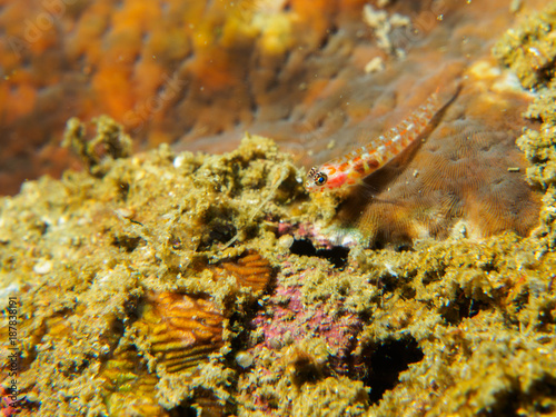 goby fish on the coral