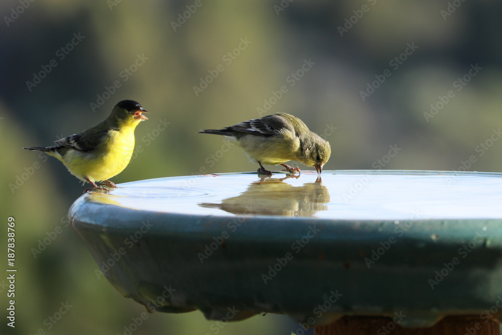 Foto Goldfinches drinking from reflection
