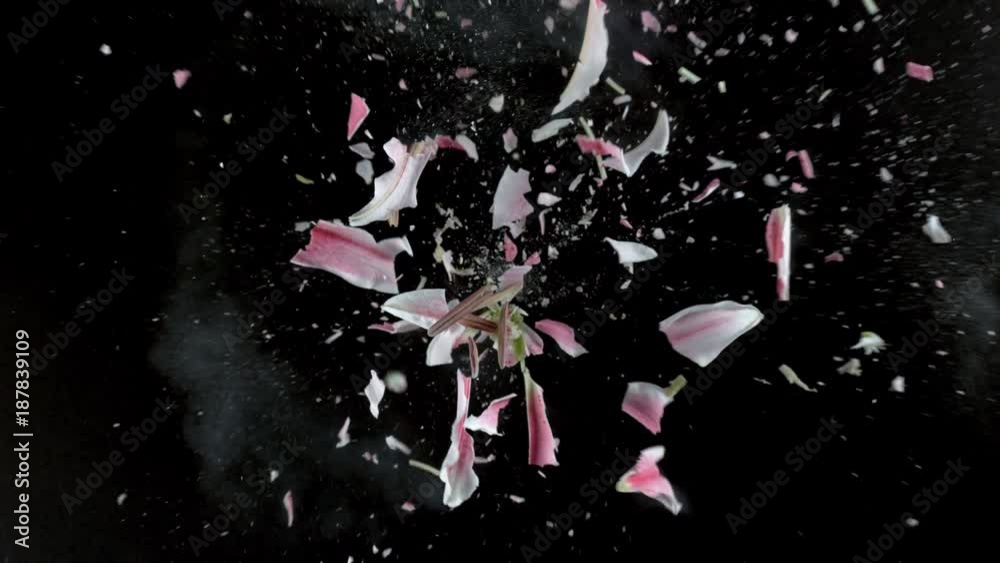 Pink lily flower exploding in super slow motion, shot with Phantom Flex 4K