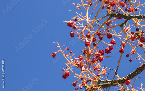 Red berries of an Australian flame tree photo