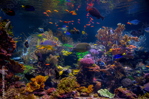 Fototapeta Naklejka Na Ścianę i Meble -  Tropical exotic fish and corals