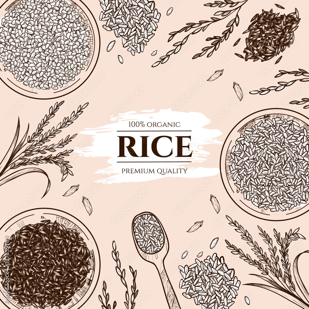 Vector frame with rice . Hand drawn. Vintage style Stock Vector Adobe