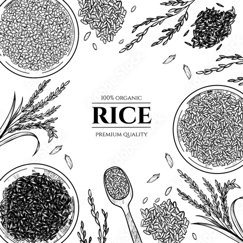 Vector frame with rice . Hand drawn. Vintage style