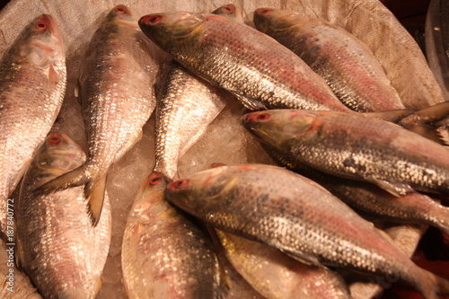 Bangladesh's national fish. A popular food fish in South Asia. Tenualosa ilisha (ilish, hilsa, hilsa herring/ hilsa shad)