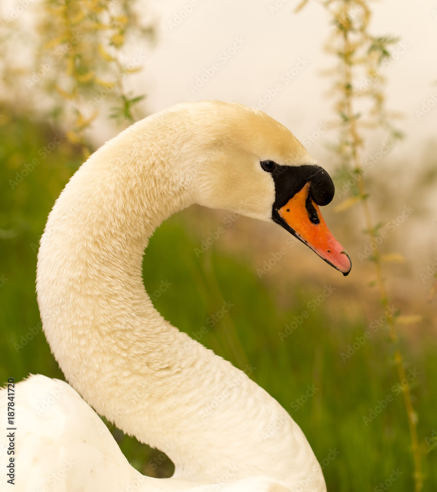 Obraz premium Beautiful white swan on nature in spring