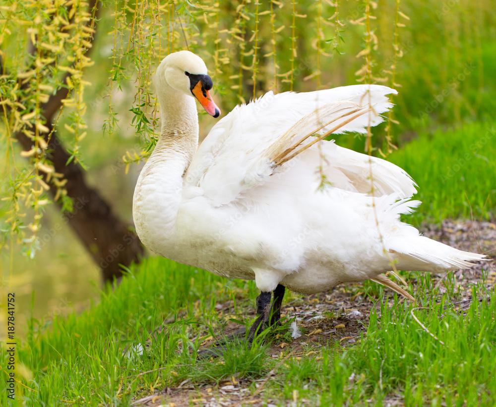 Obraz premium Beautiful white swan on nature in spring