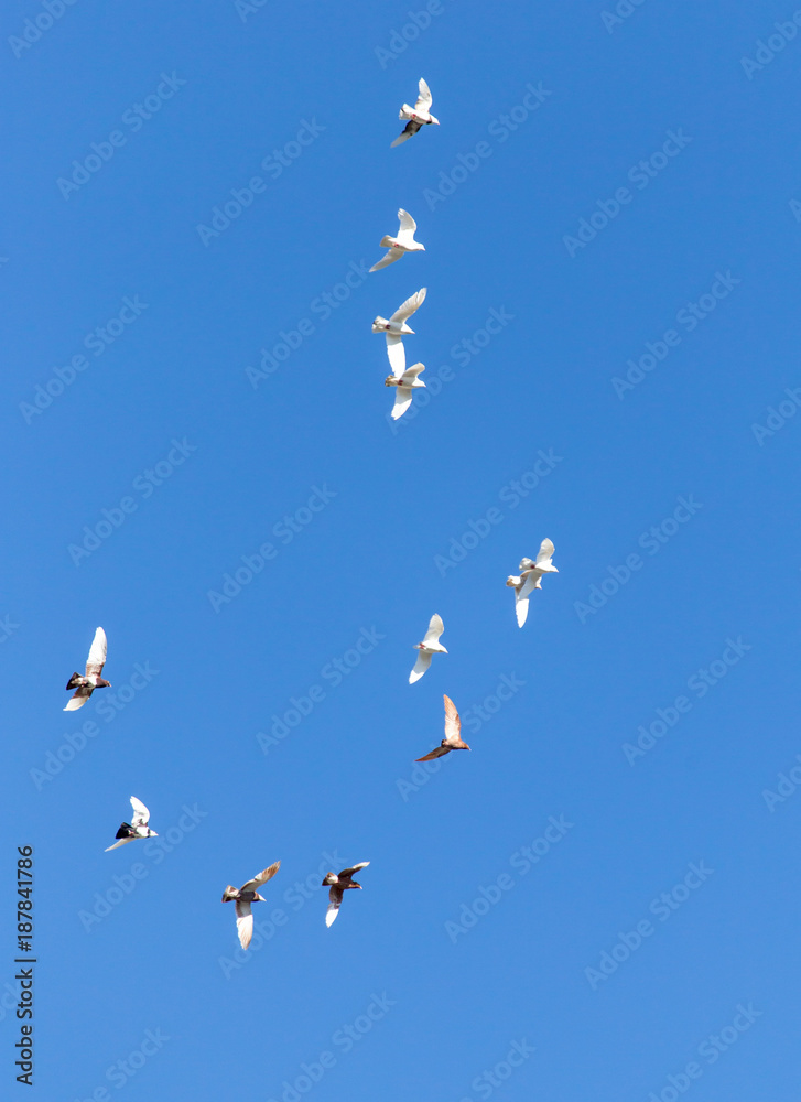 Obraz premium A flock of pigeons are flying in the blue sky