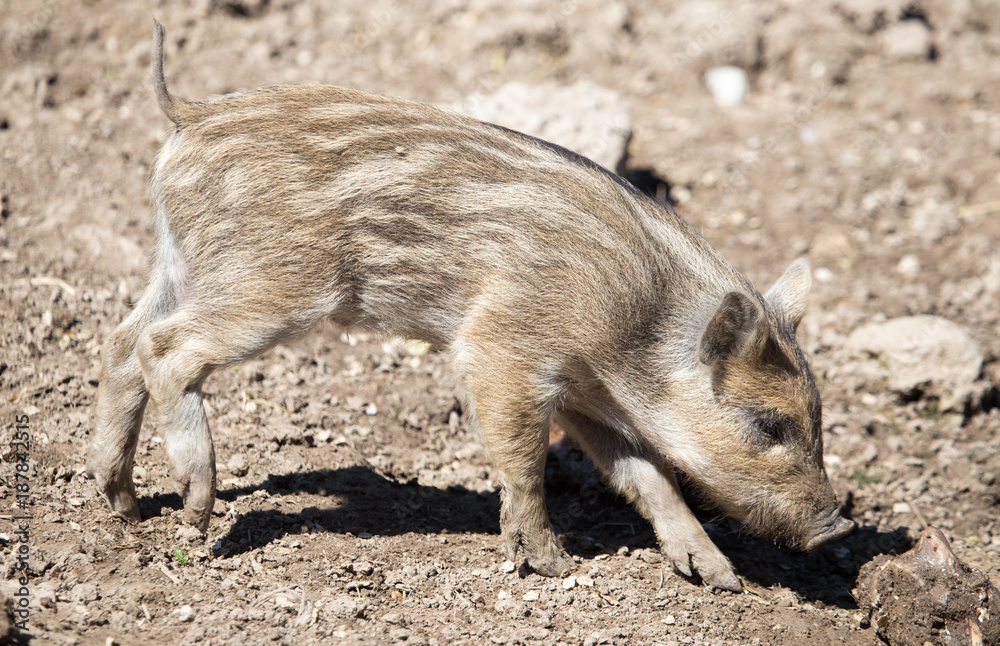 Little pig in the mud at the zoo Little pig in the mud at the zoo