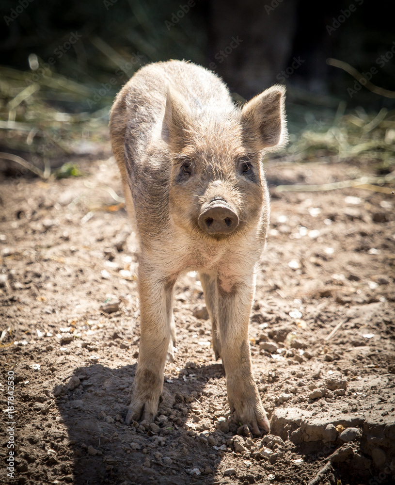 Little pig in the mud at the zoo Little pig in the mud at the zoo