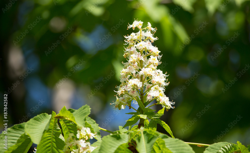 White flowers on a chestnut tree in spring White flowers on a chestnut tree in spring