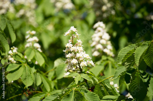 White flowers on a chestnut tree in spring