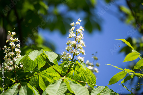 White flowers on a chestnut tree in spring