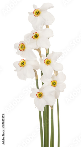Fototapeta Naklejka Na Ścianę i Meble -  daffodil flower isolated