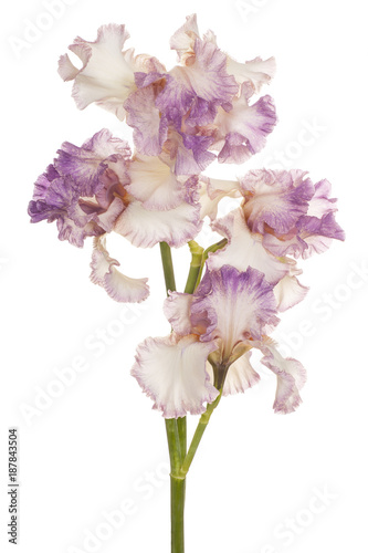 Fototapeta Naklejka Na Ścianę i Meble -  iris flower isolated