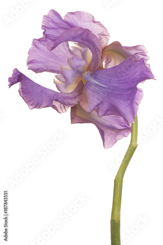 Fototapeta Naklejka Na Ścianę i Meble -  iris flower isolated