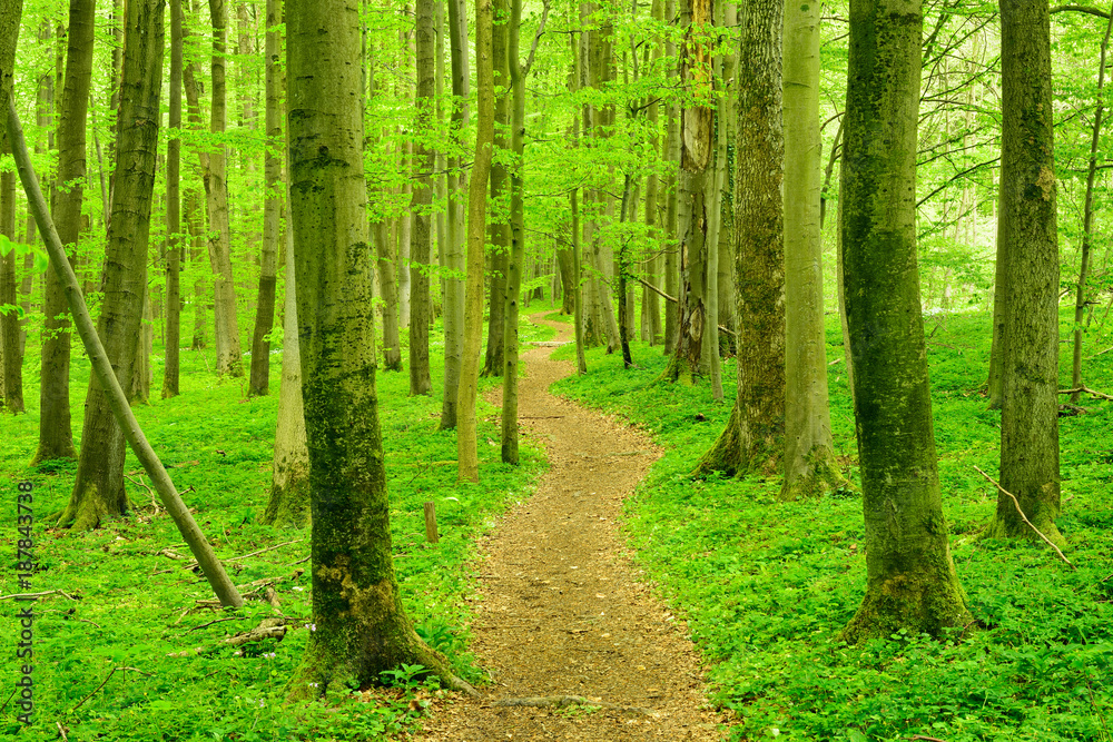 Wanderweg schlängelt sich durch Buchenwald im zeitigen Frühjahr, frisches Grün Wanderweg schlängelt sich durch Buchenwald im zeitigen Frühjahr, frisches Grün
