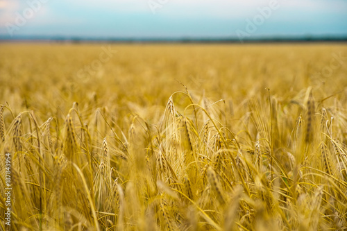 Wheat field in summer. The ripening of the harvest. Golden field and cloudy sky.