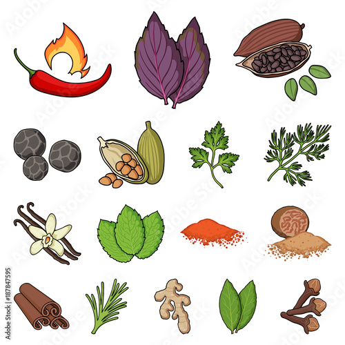 Herb and spices cartoon icons in set collection for design.Different kinds of seasonings vector symbol stock web illustration.