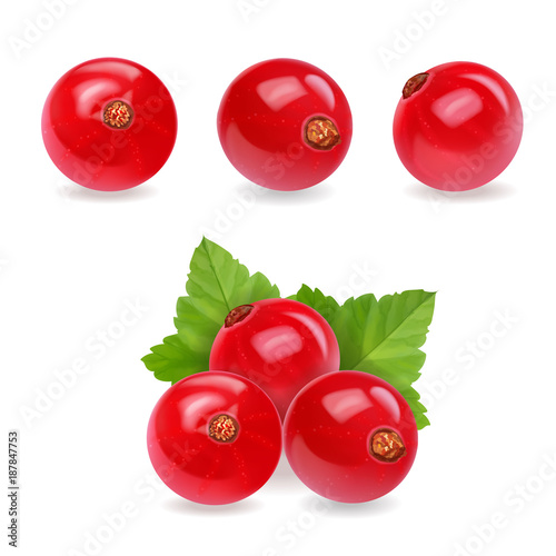 Red currant. Realistic vector illustrationof berries and green leaves on white background