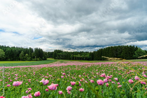 Field of pink poppy flowers