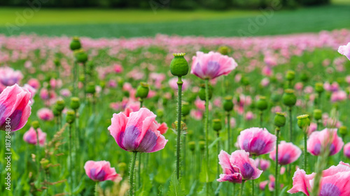 Field of pink poppy flowers