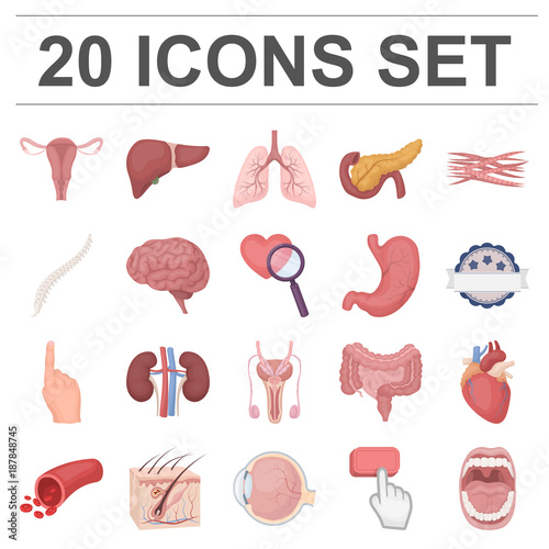 Internal organs of a human cartoon icons in set collection for design. Anatomy and medicine vector symbol stock web illustration.