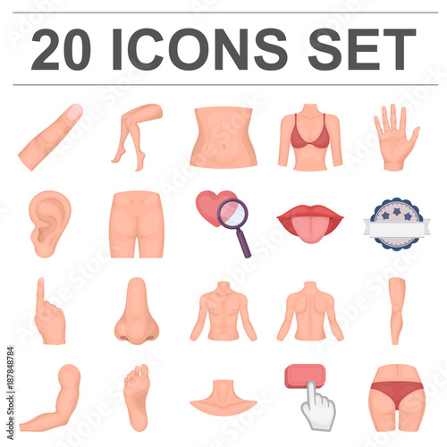 Part of the body, limb cartoon icons in set collection for design. Human anatomy vector symbol stock web illustration.