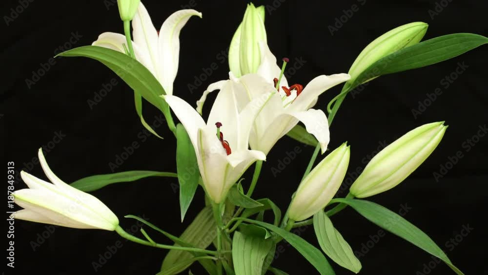4K time lapse shot of white lily flower blooming