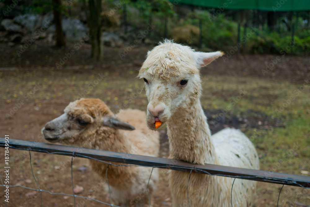 Alpaca. Boy feeding Alpaca Alpaca. Boy feeding Alpaca